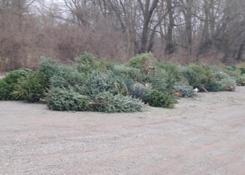 Pile of used Christmas trees
