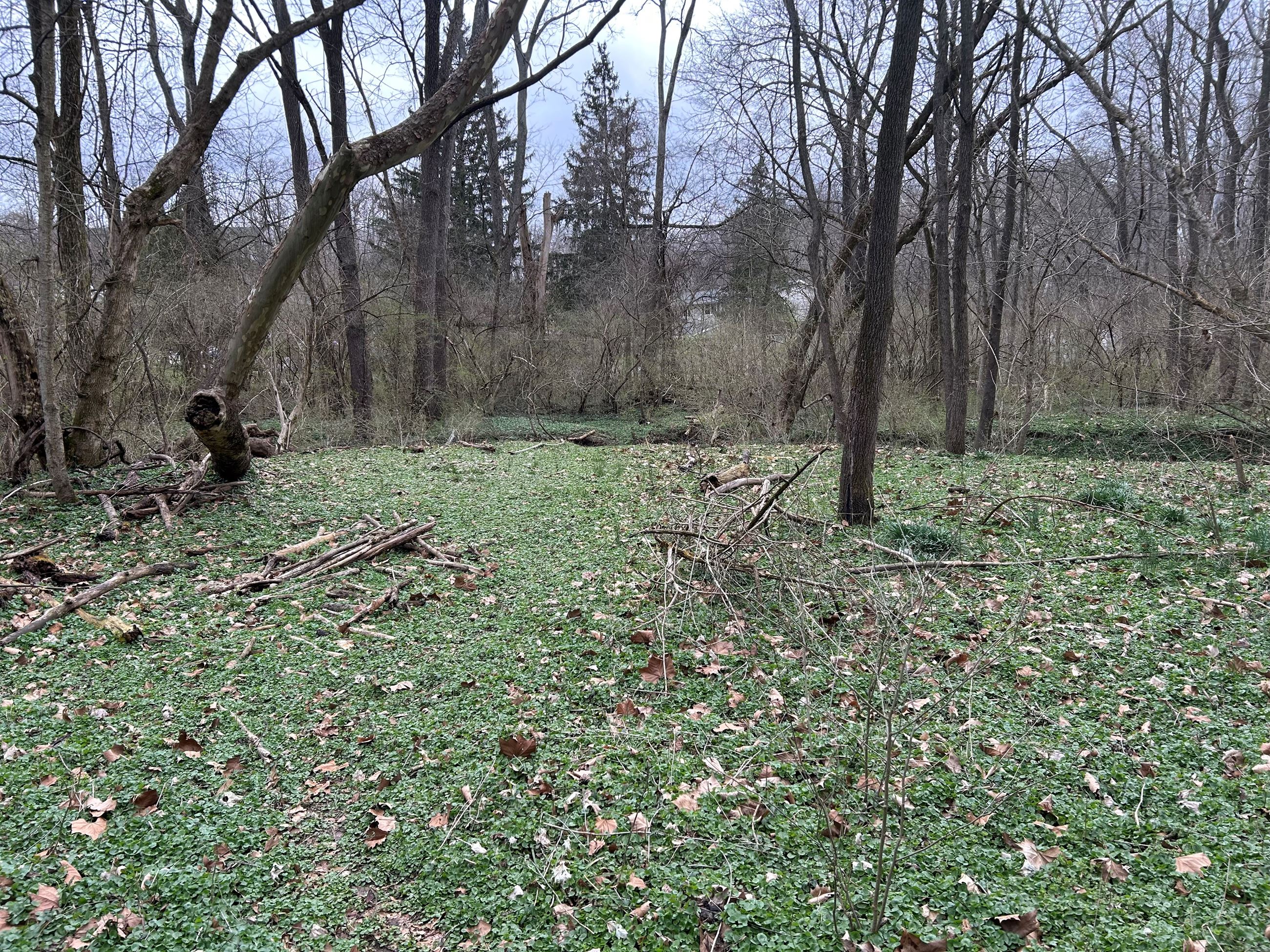 Simpson Forest Campsite